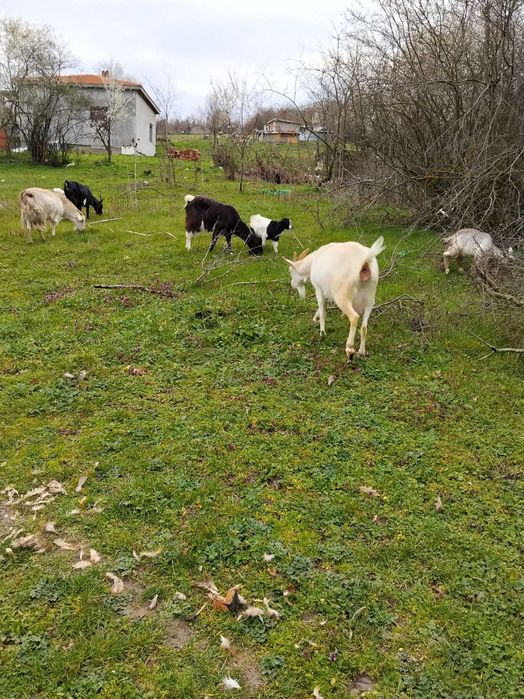 Продавам 4 кози и 3 ярета