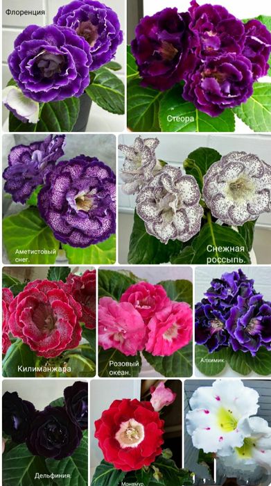 Укоренные листочки глоксиний.