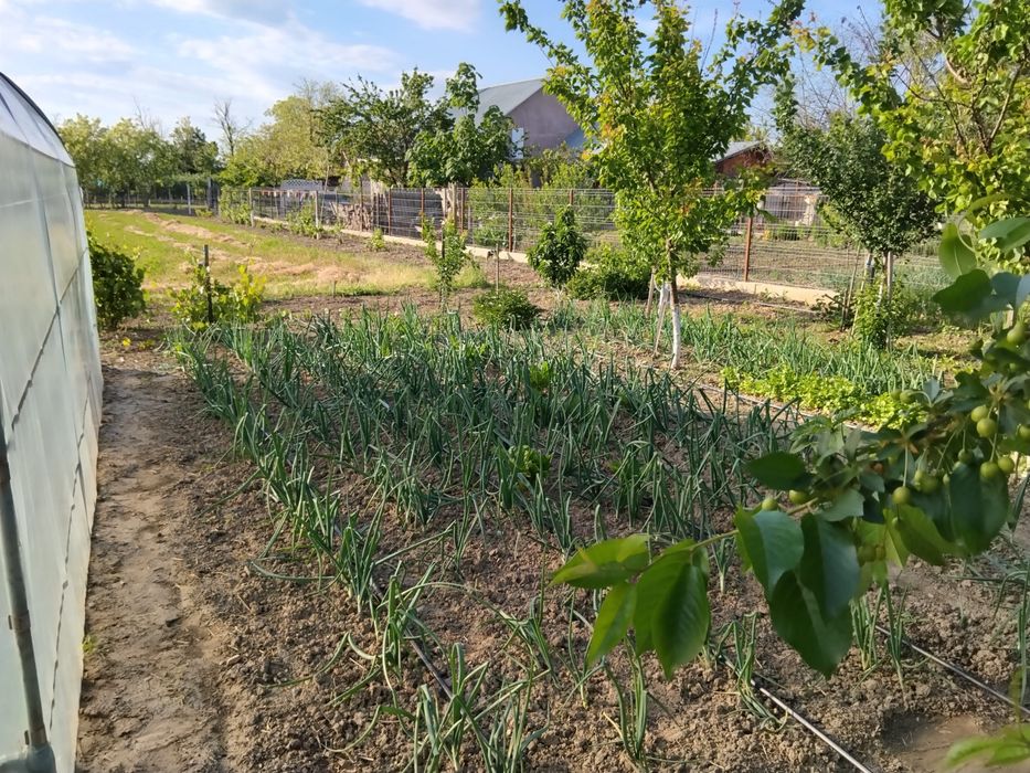 Proprietar – Vând casă batraneasca 3 camere și teren 2100 mp, deschidere dublă – Perieți