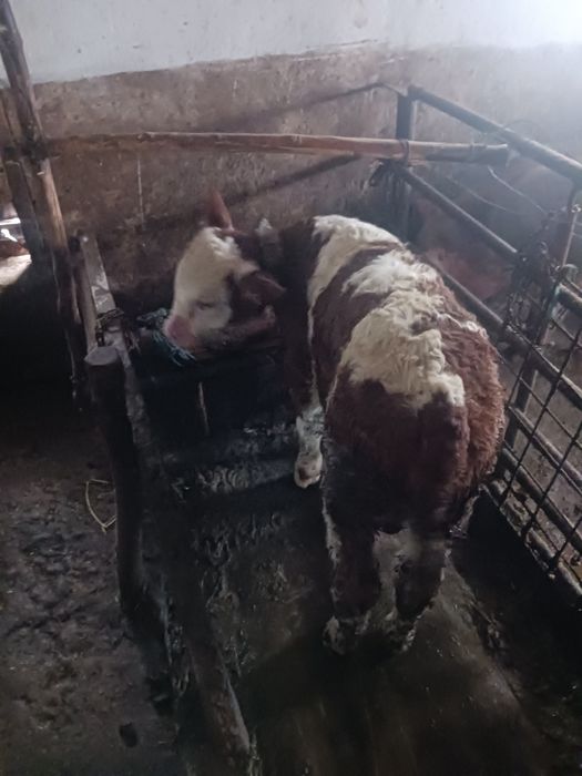 Vitica Baltata Românească