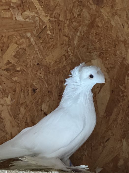 Jucatori de Botosani