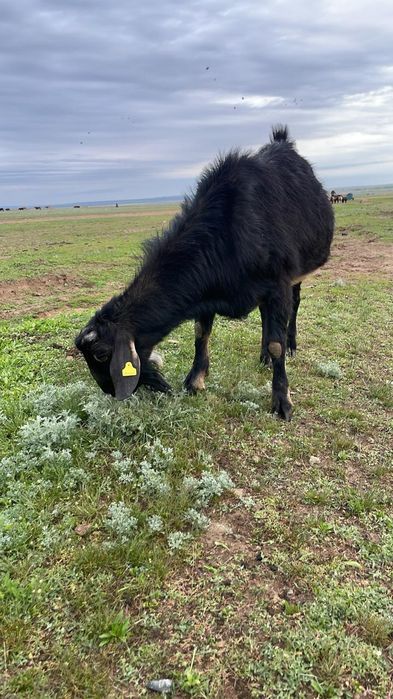 Нубийский козел продается.