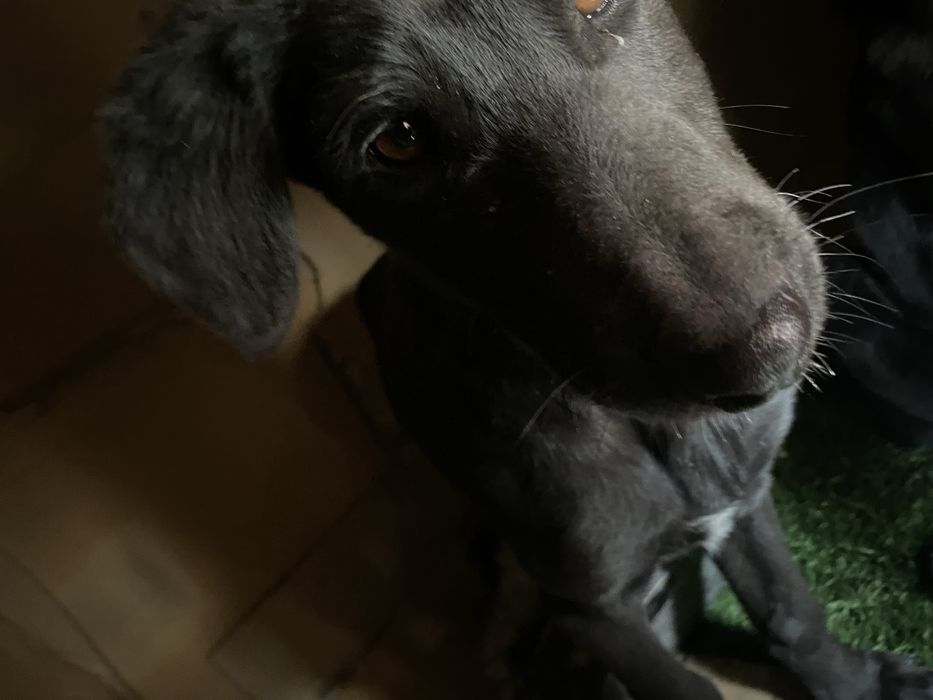 күшік,1 ұрғашы 1еркек