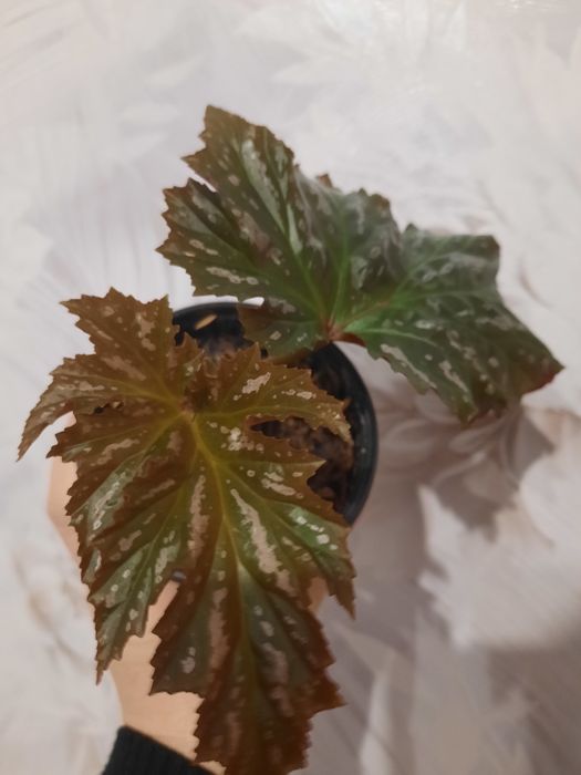 Продам бегонии комнатные цветы