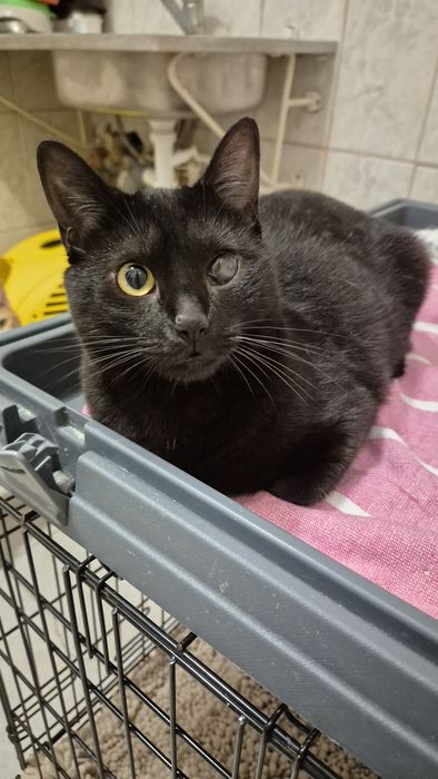 Pirata, pisica cauta familie