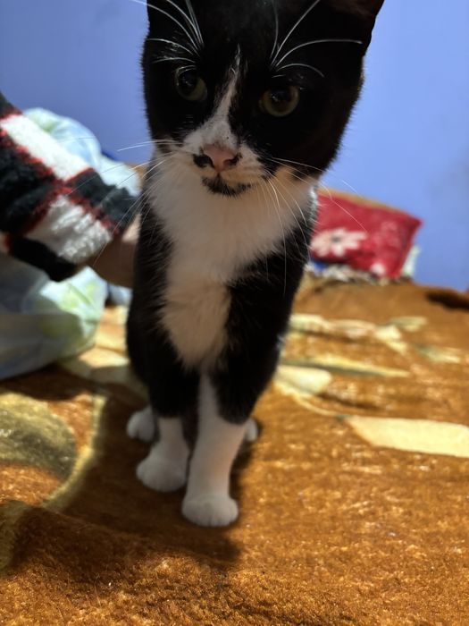 Două pisicute( fetite) spre adoptie