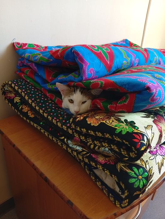 Отдам котенка в добрые руки