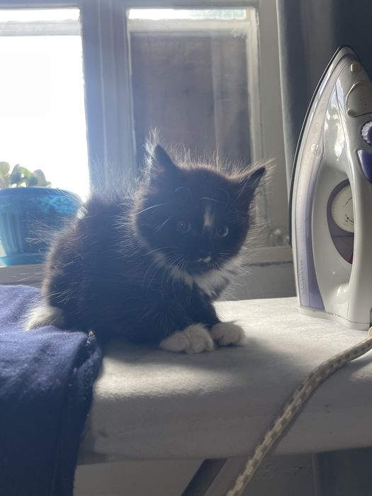 Котёнок мальчик 4 месяца
