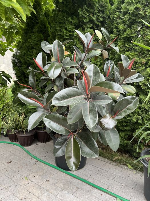 Комнатный цветок. Продам фикус, 160см