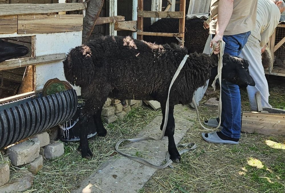 Кузи кучкор Соглом