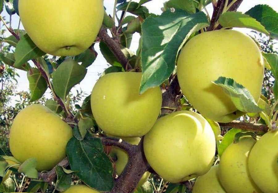 Pomi Fructiferi Străvechi Glia Strămoșească (Soiuri De Mar ).