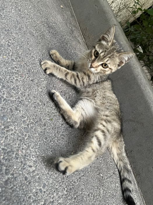 Дарю котенка девочку