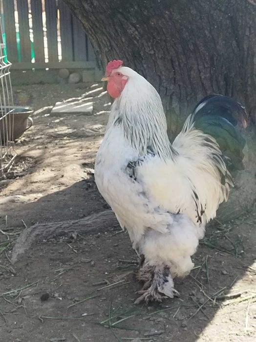 Cocoș Brahma și 5 puicuțe de Brahma