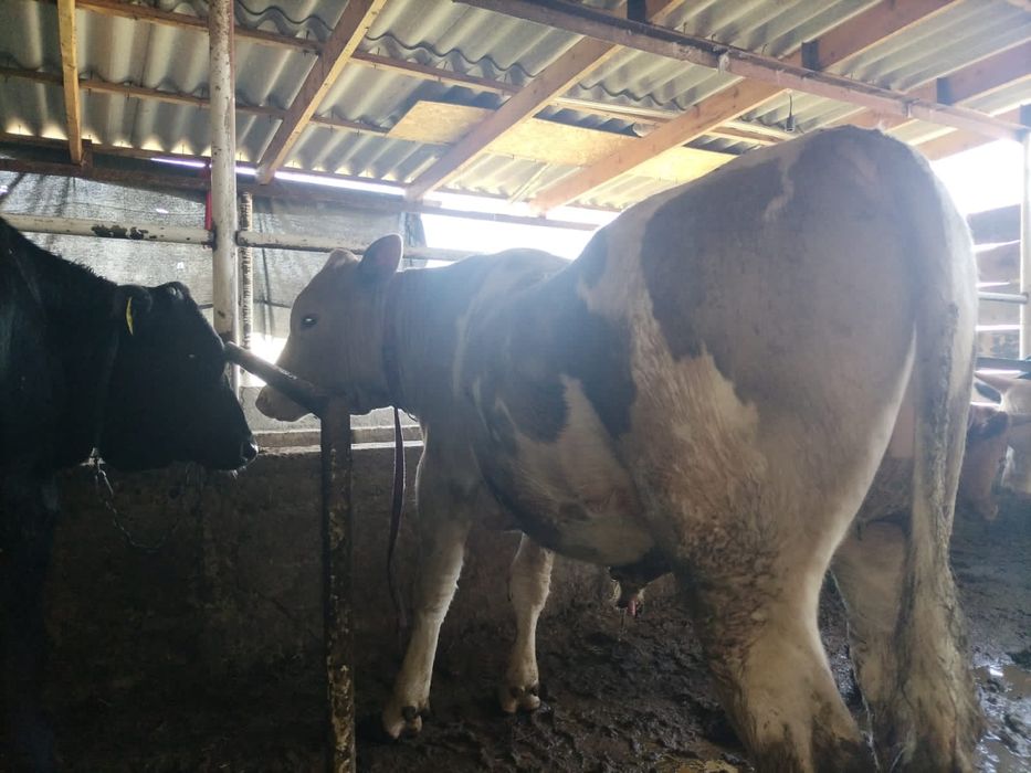 4. Бука сатылады