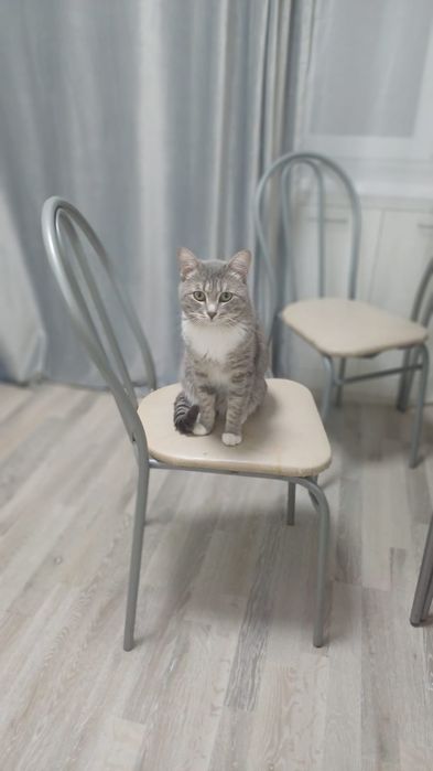 Отдам котика в добрые руки