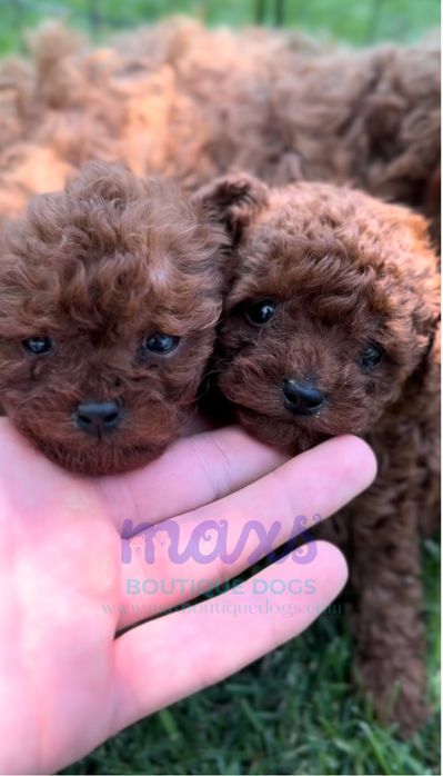 Той Пудел / Toy Poodle