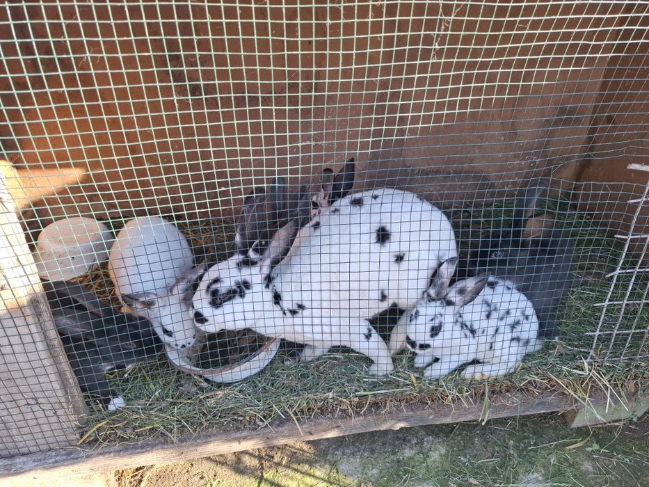 Iepuroaica rex dalmațian cu 6 iepurasi