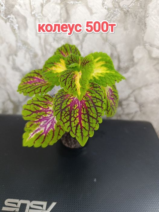 Традесканция и др  растения