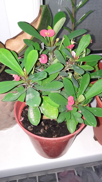 Молочай мелкоцветковый