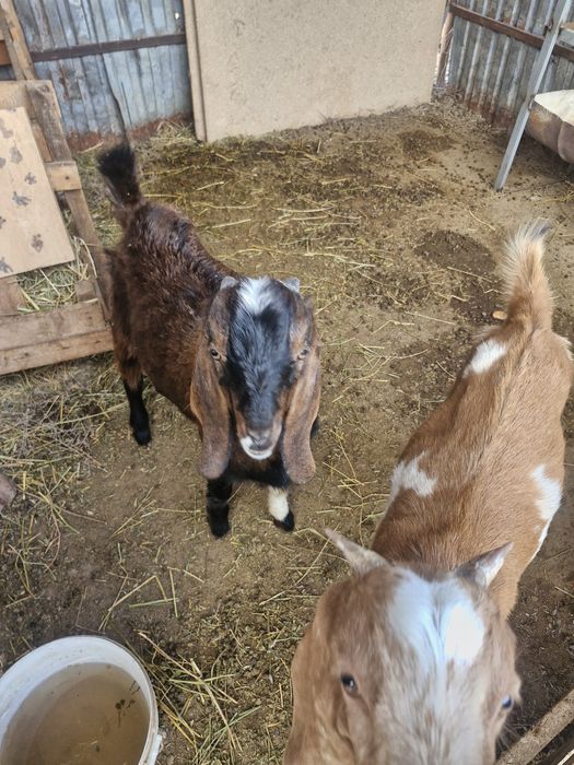 Теке 6 айлык сатылады