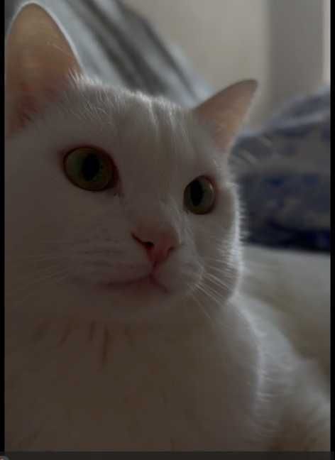 Отдам кота белого 3 года приученный