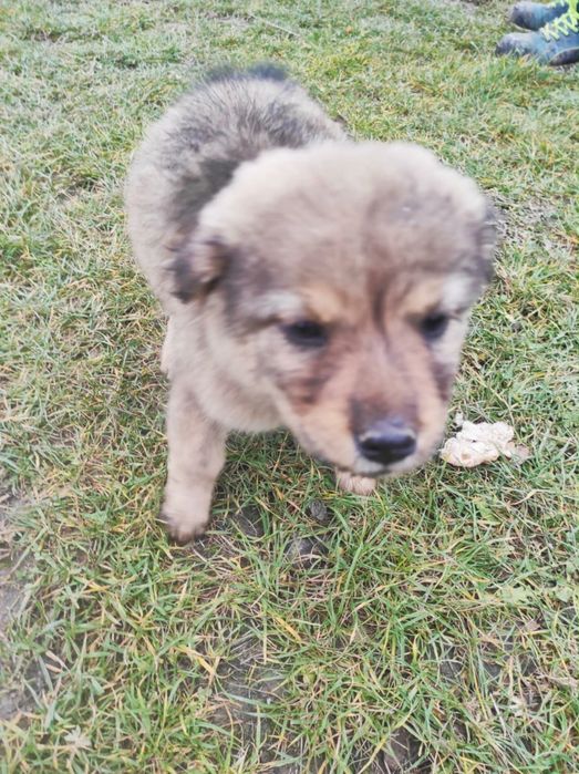 Donez 6 cățeluși drăgălași