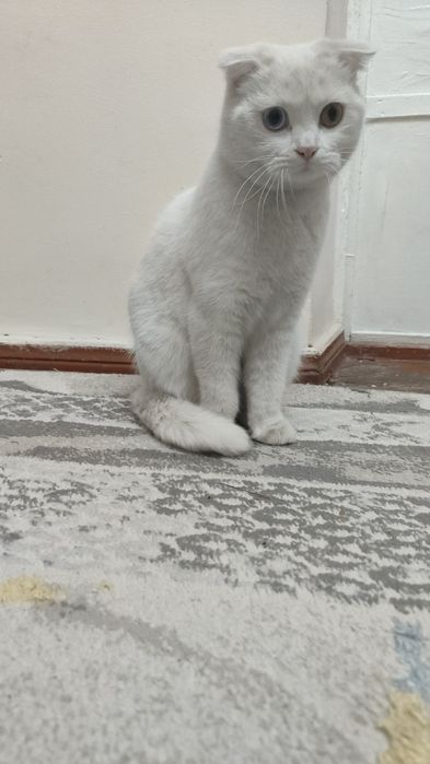 Sotiladi srochni skotsh fold