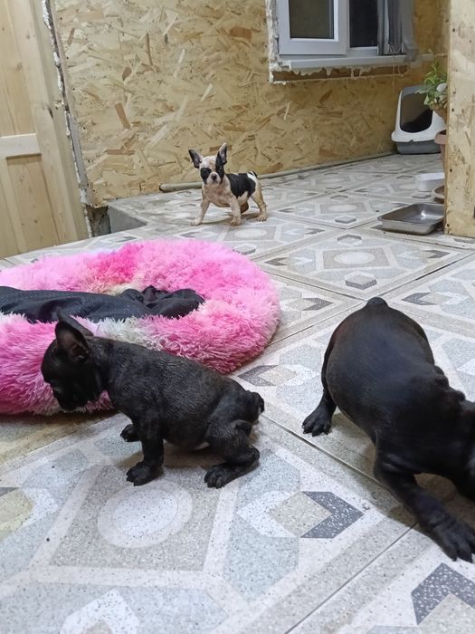 Французский бульдог