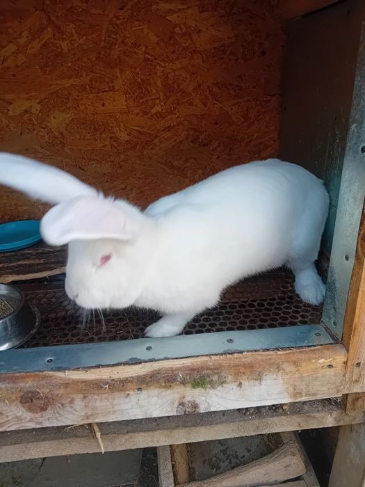 Vând iepurița rasa combunată de german cu belgian