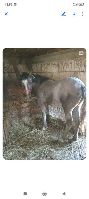 Vând mânz bine întreținut