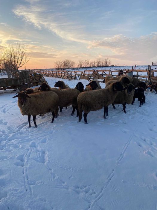 Oi carabase cu cap negru de Teleorman