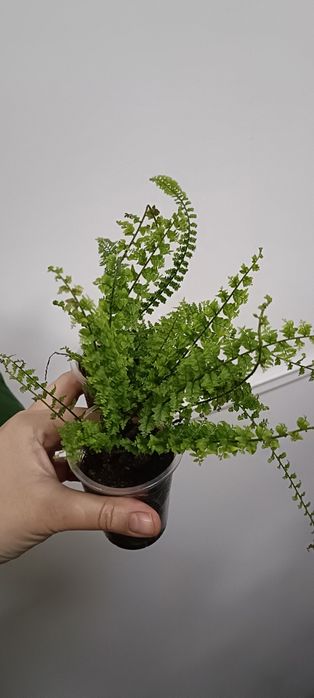 Папоротник:2000 тенге