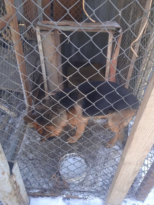 Овчарка кабель 2 года харошый