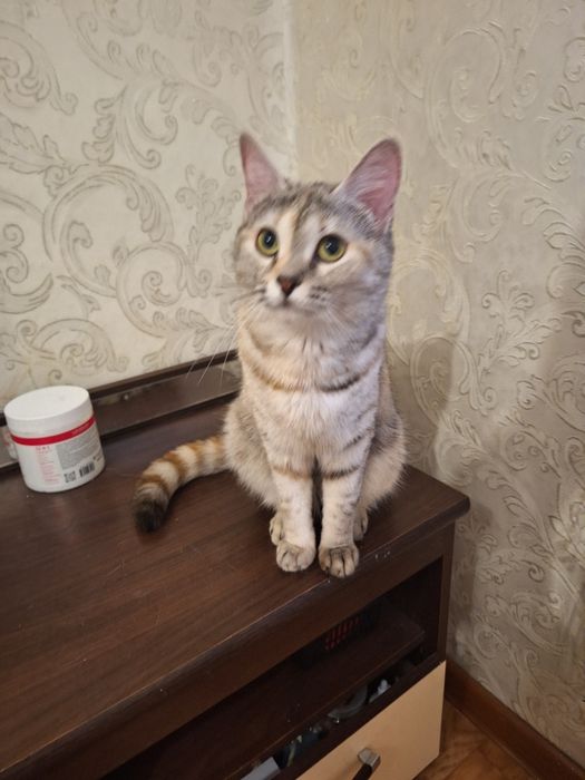 Полупородистая кошечка Симочка Стерелизована