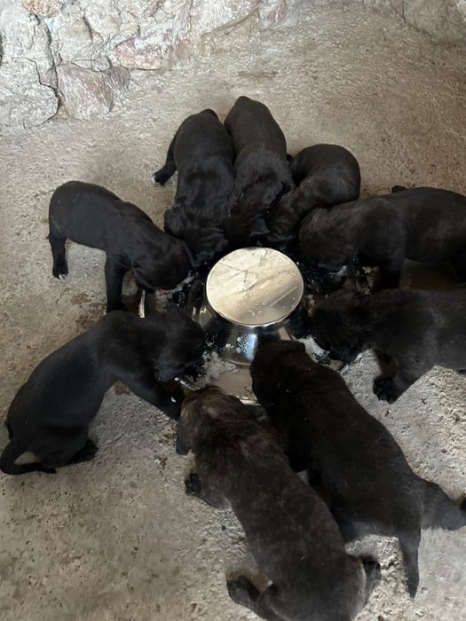 Щенки кане корсо