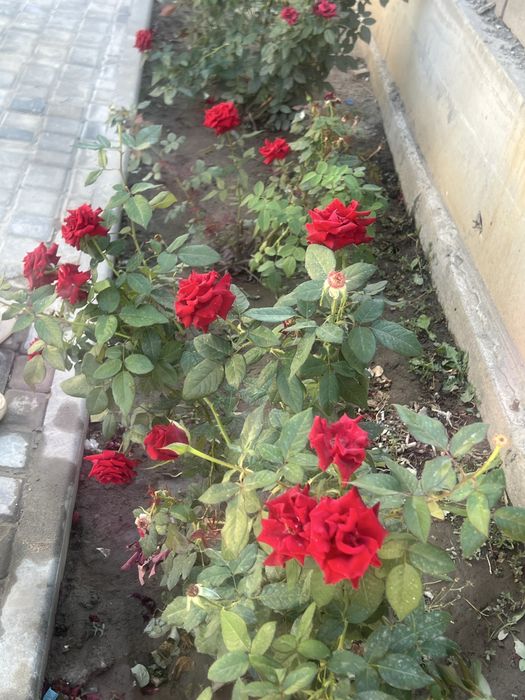 Гостевой просторный дом