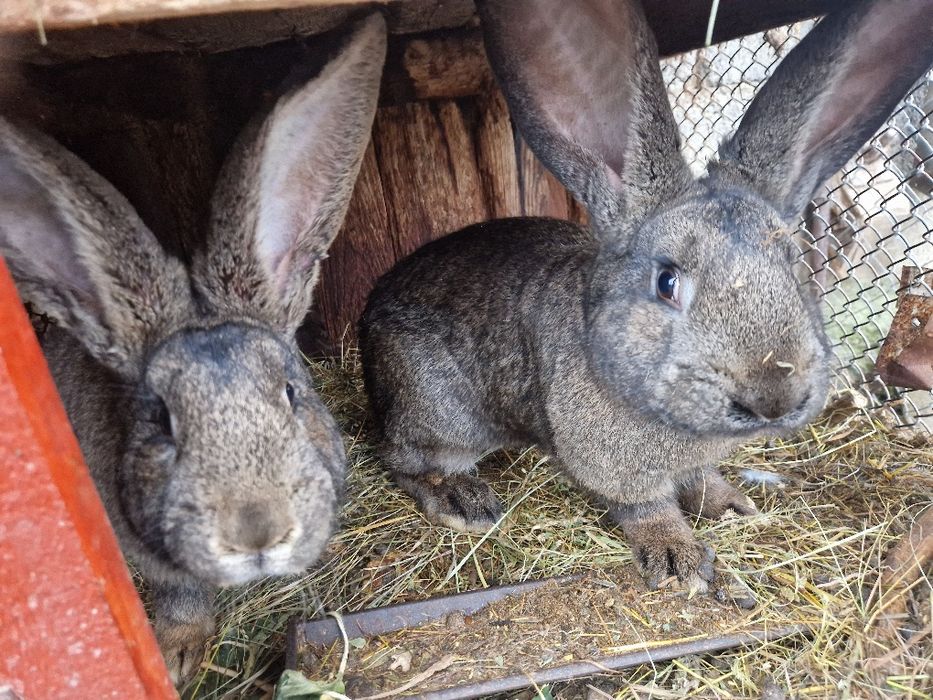 Iepuri Berbec German / Urias German