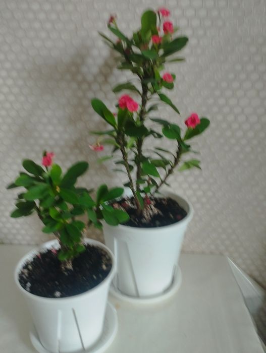 Комнатные растения, район Евразии