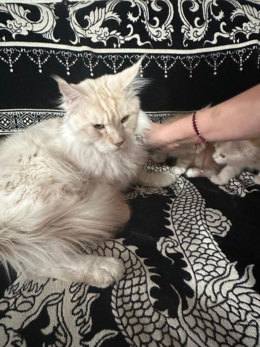 Мейн кун,  котята.