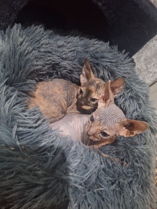Котята сфинкса 2 месяца