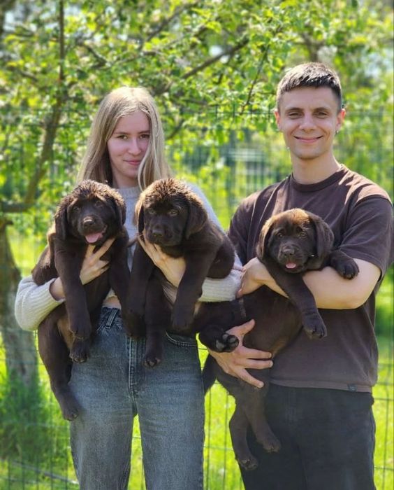 Щеночки Лабрадора