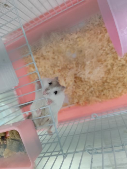 3 hamsteri + cușca cu toate accesoriile
