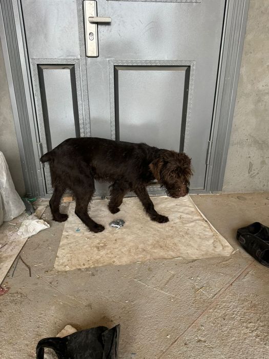 Щенок дратхаара 7 месяцев