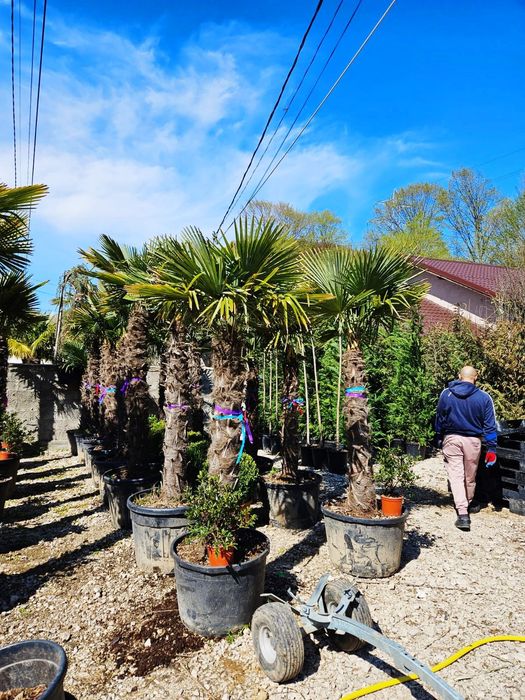 Vând palmieri trachycarpus fortunei rezistenți la îngheț
