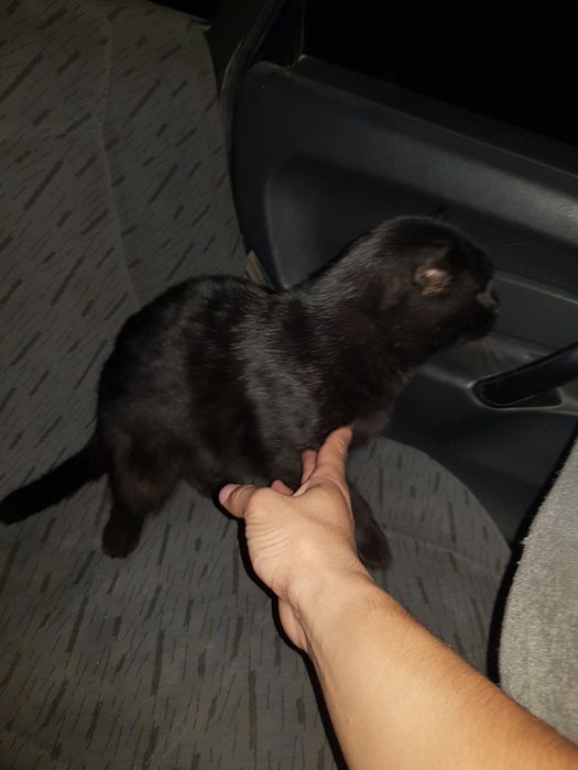 Продам шотландский вислаухий