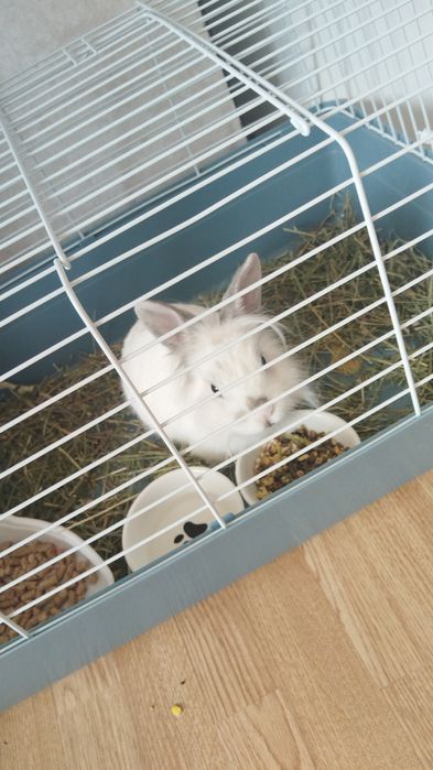 Продам кролика домашнего со сеткой вместе
