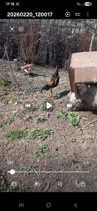 Жужа сотилади манзил