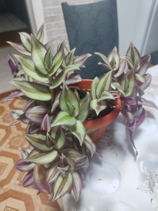 Традесканция в горшке