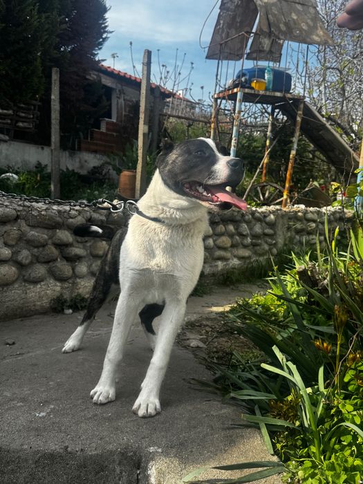 Подарявам куче с паспорт