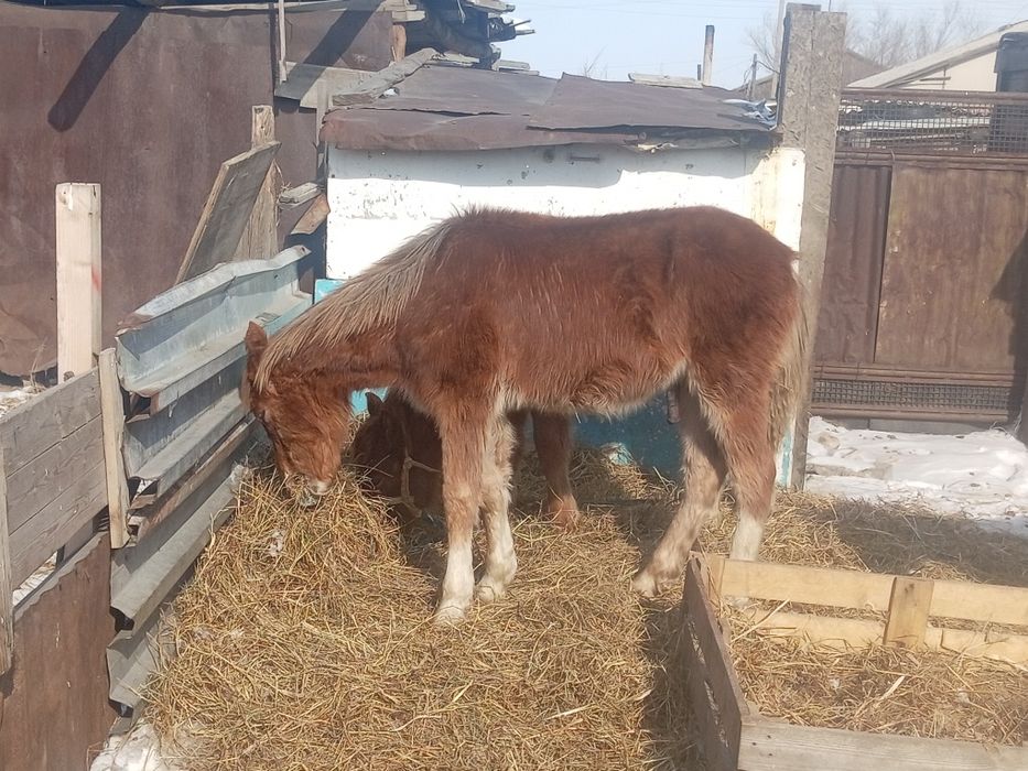 Жабағы сатам  еркек